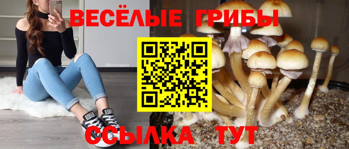 Псилоцибиновые грибы Psilocybe Канск