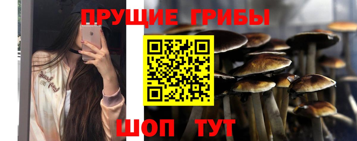 Канск  Псилоцибиновые грибы GOLDEN TEACHER  Вход с VPN  Галлюциногенные грибы Psilocybine cubensis 
